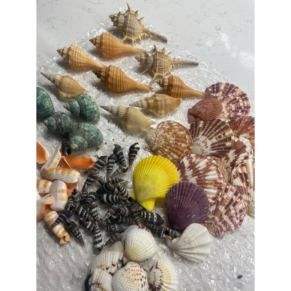 New Sea Shells Mixed Beach Seashells & Starfish for DIY Crafts, Party Decor - Picture 8 of 13